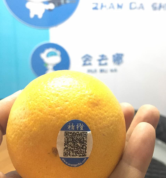 三牛人的褚橙精神:秉承匠心 收获“橙”功 三牛人的褚橙精神:秉承匠心 收获“橙”功